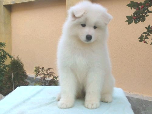 Donna: Fiatal Eurpagyztes 2005.(Tulln), HJCH, HDGY, 2xHPJ, 2005.v Fiatal samoyede szukja cm